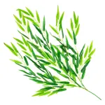 Enredadera Jardin Vertical Deco Ramo Planta X10u Diseño