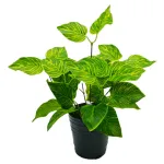 Ramo Jardin Vertical Artificial Expreso Polar 36cm Pack 5 Unidades Verde