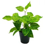 Jardin Vertical Artificial Ramo Planta Deco X10u Diseño