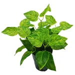 Jardin Vertical Artificial Ramo Planta Deco X10u Diseño