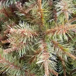 Arbol De Navidad Ciprés 2,10 Mts Tope De Gama Ultra Frondoso
