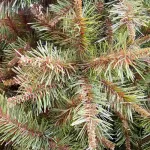 Arbol De Navidad Ciprés 2,10m Tope De Gama Ultra Frondoso